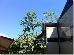 Schefflera hair cut