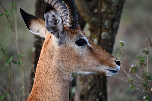 Serengeti National Park