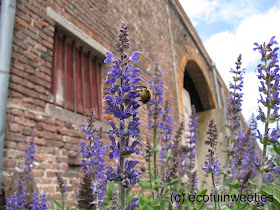 moestuinbak, triënnale brugge, triennale brugge, moestuin, ecohuis, moestuinweetjes,