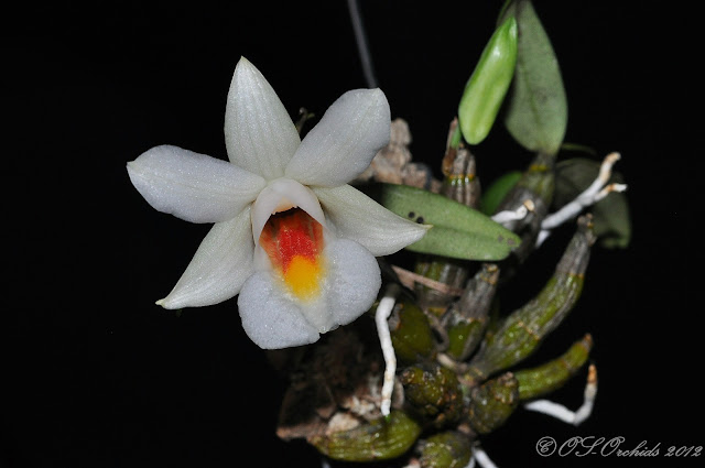 Kết quả hình ảnh cho Dendrobium margaritaceum