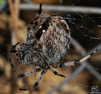 Araña de jardín europea o araña de la cruz (Araneus diadematus) 