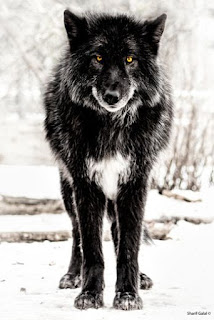 Lobo del Yukón