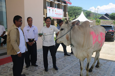 Bupati Sigi serahkan hewan qurban