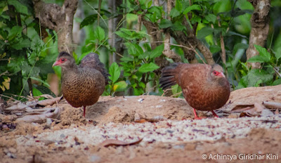 Wild Fowl / Junglefowl ( കാട്ടുകോഴി )