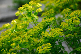 euphorbia bracts flowers green