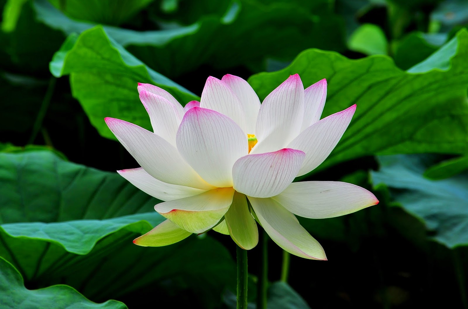 Flower Photos White Lotus