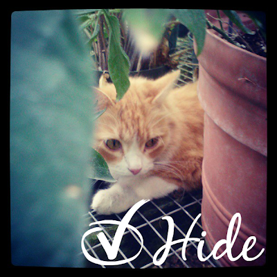 Cats like to hide