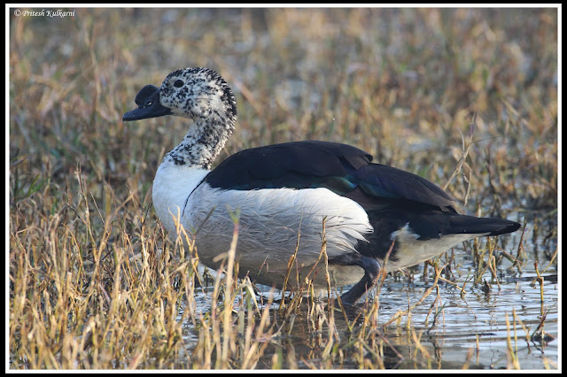 Comb Duck