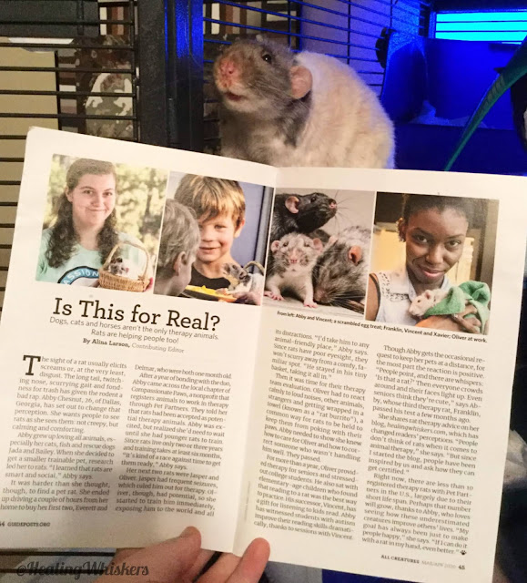 Vincent the therapy rat with a magazine article