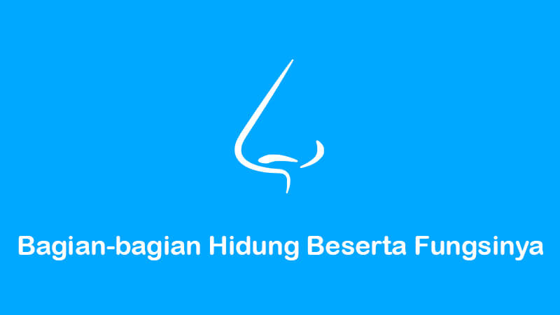 bagian-bagian hidung beserta fungsinya