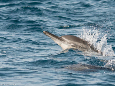 foto de delfin en mar