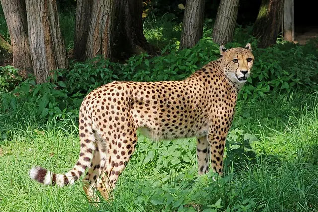 Top 10 Most Powerful Wild Cats in the World