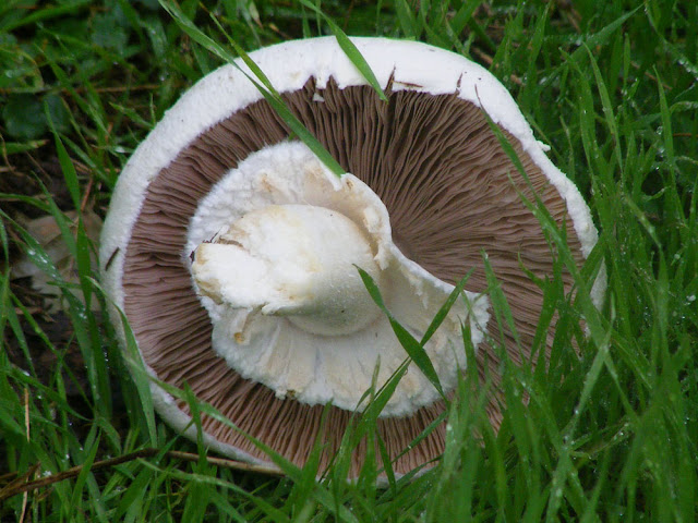 Macro Mushroom Agaricus albertii, Indre et Loire, France. Photographed by Susan Walter. Tour the Loire Valley with a classic car and a private guide.