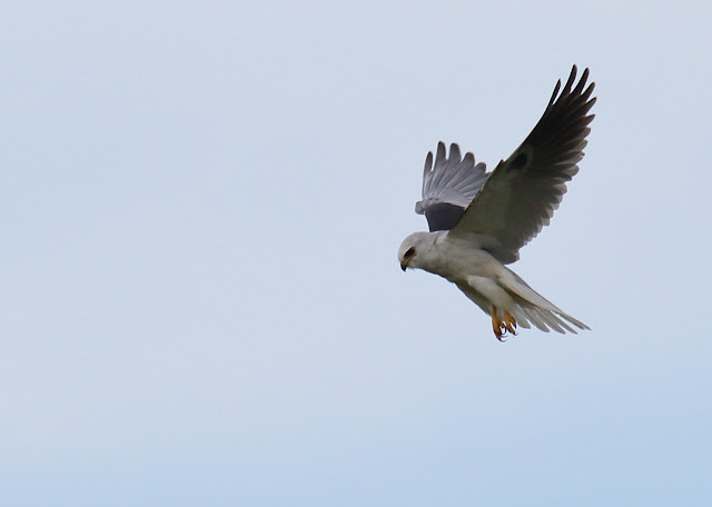 White-tailed Kite