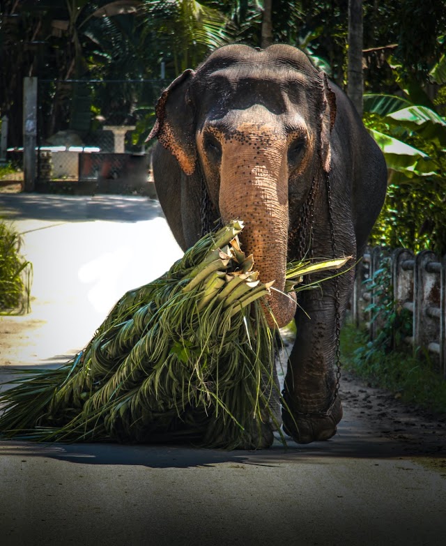 Sri Lankan Elephants