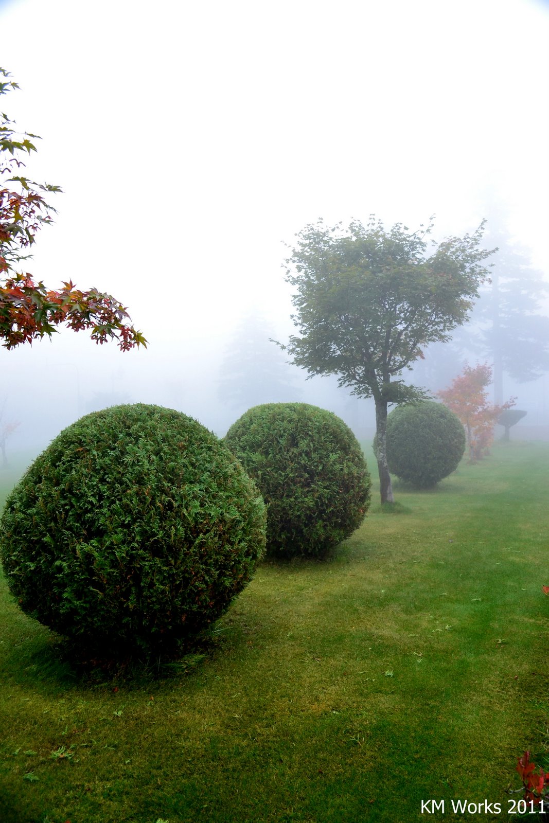 Garden in Fog | 2011-10 | Photo