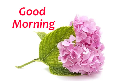 Latest Best Good Morning Wishes.