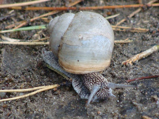 Helix (Helix) lutescens DSC45677