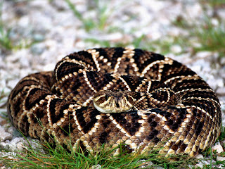 Rattle Snakes Wallpapers