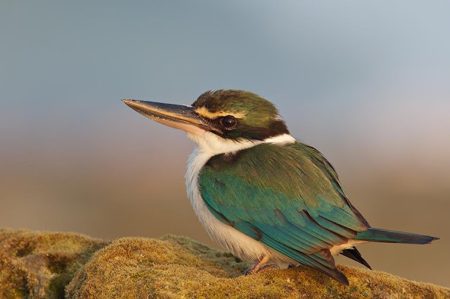 Andaman Kingfisher