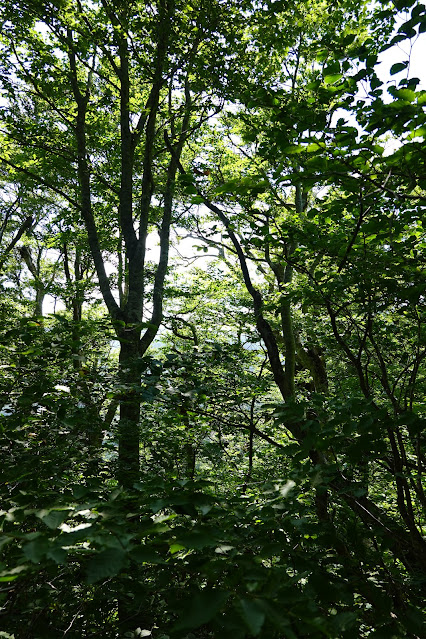 鳥取県西伯郡大山町大山　だいせんホワイトリゾート国際エリアの尾根道からの眺望