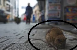 فيروس هانتا hantavirus / فيروس الصين الجديد يتصدر