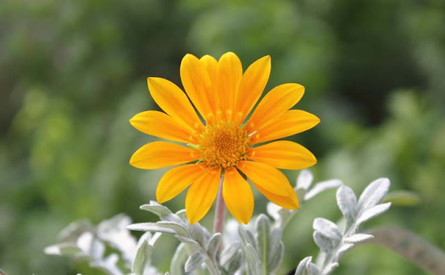 Gazania Flowers Pictures