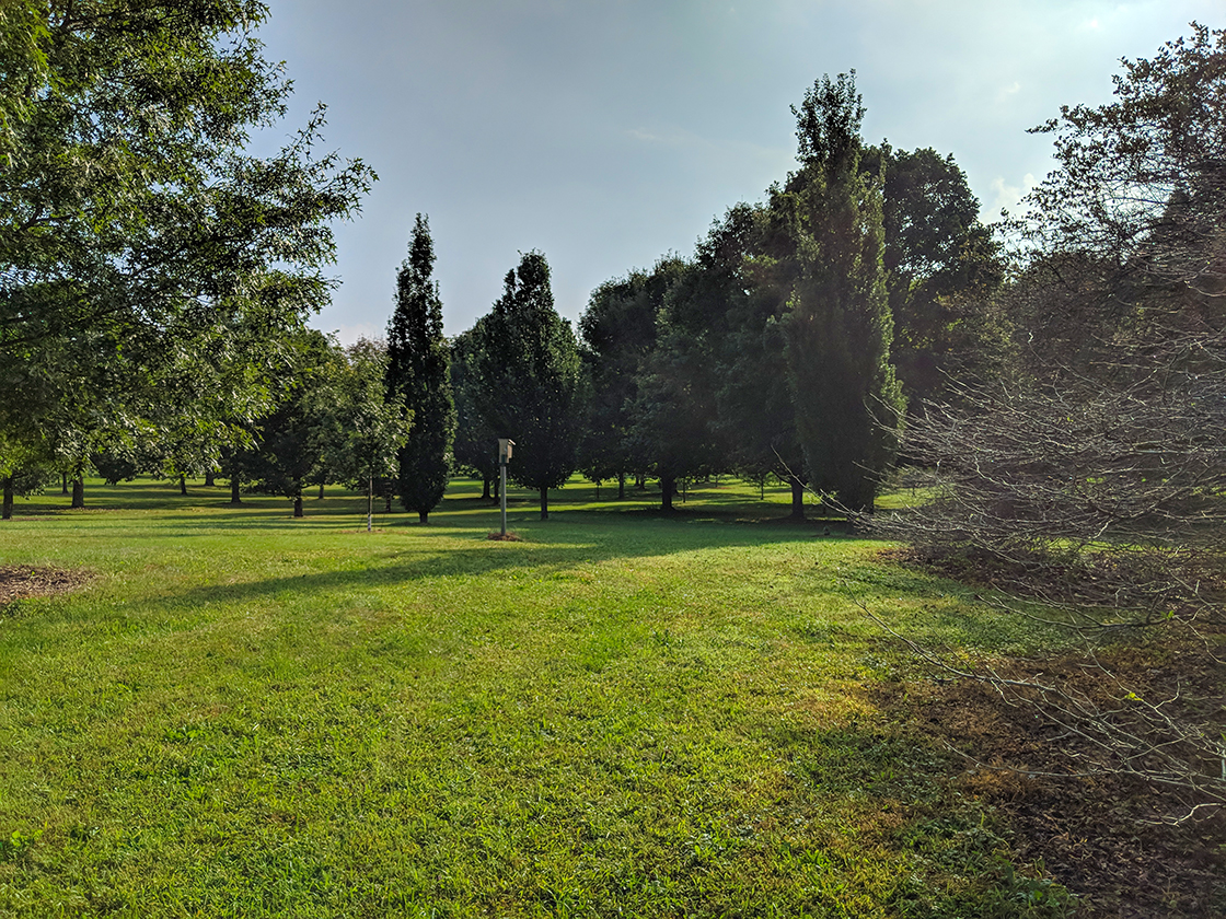 Tree specimen in the Longnecker Gardens at UW Arboretum