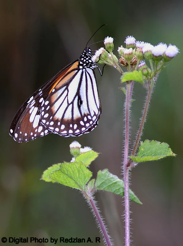 Butterfly and Grass flower