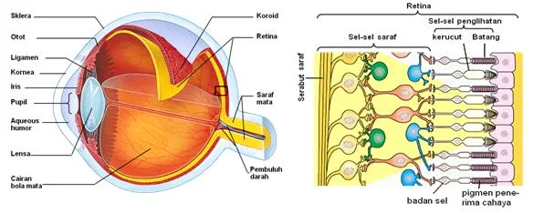 sel batang dan sel kerucut pada mata