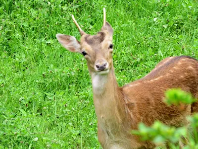 Deer at Monte Brasil on Terceira Island in the Azores