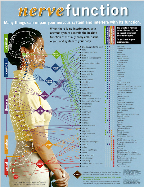 Photo of Nerve Function Chart