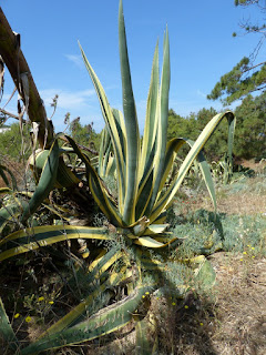 Agave d'Amérique - Agave americana - Agave américain - Cultivar : Agave americana 'Marginata'