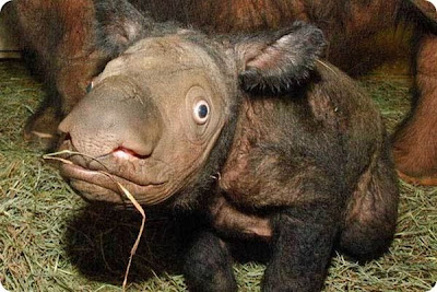 The Strangest and Rarest Animals in the World