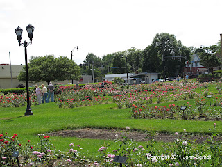 Maplewood Rose Garden Rochester NY June 2011