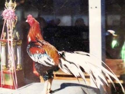 Warna Ayam  Bangkok Istimewa Berkelas di Thailand Ayam  