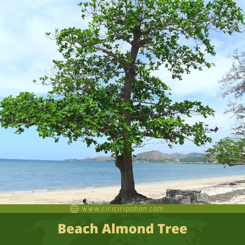 Mengenal Jenis  Jenis  Pohon  Ketapang  Ciriciripohon com