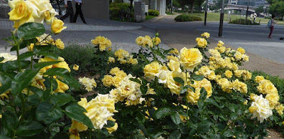 【大阪市北区】中之島公園のバラ園