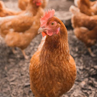 Prevent and control diseases in poultry farm