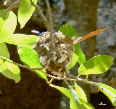 "Asian Paradise-flycatcher Terpsiphone paradisi - female.  Mt.Abu, sitting on eggs."