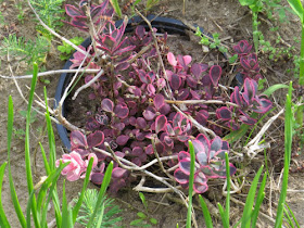 purple hybrid sedum