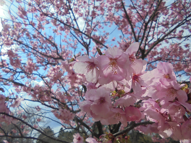 とっとり花回廊のヨウコウ桜