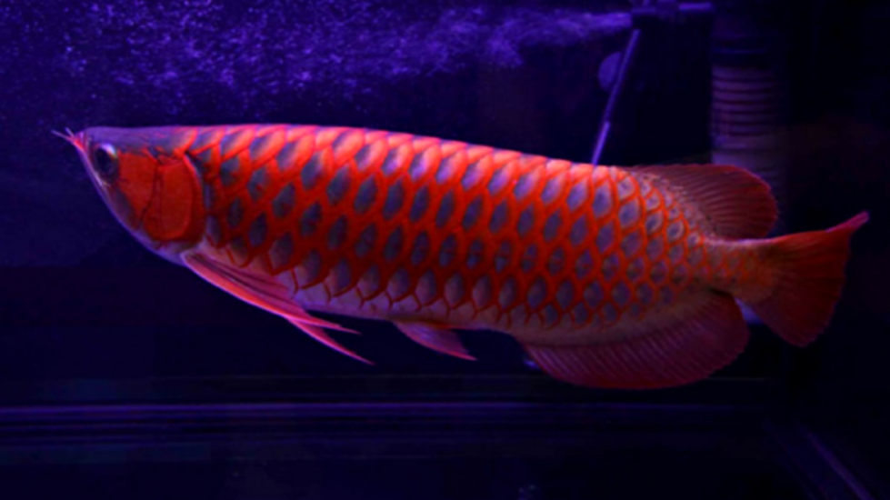 The world's most expensive fish worth 50 million, what is the secret of this fish?