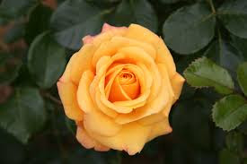 Hd Images Of Yellow Rose 38