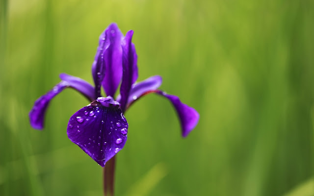 Flor Color Violeta Imágenes de Flores para San Valentin