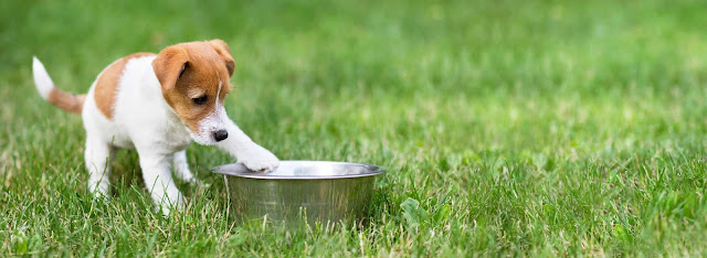 Comida casera para perros