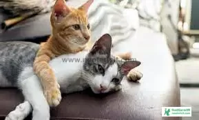 Couple Cat Pic - Cat Image Download 2023 - biraler pic - NeotericIT.com - Image no 4