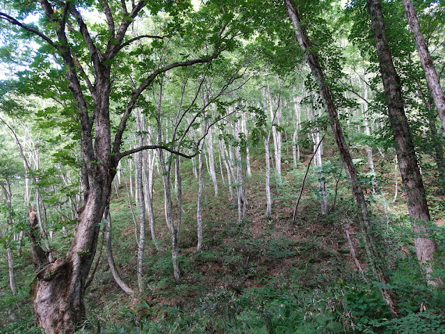 烏ヶ山登山道