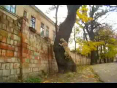 Parkour Dog Seen On www.coolpicturegallery.us