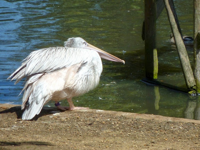 Pelican in Seaview Wildlife Encounter